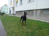 Dobermann Hund