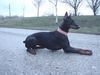 Dobermann Hund