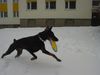 Dobermann Hund