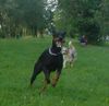 Dobermann Hund