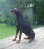 Dobermann Hund