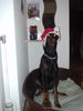 Dobermann Hund