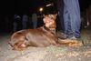 Dobermann Hund