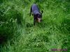 Dobermann Hund