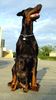 Dobermann Hund