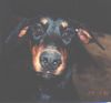 Dobermann Hund