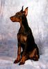 Dobermann Hund