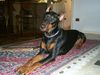 Dobermann Hund