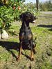 Dobermann Hund