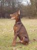 Dobermann Hund