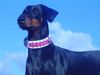 Dobermann Hund