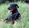 Dobermann Hund