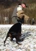 Dobermann Hund