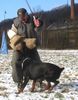 Dobermann Hund