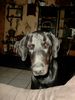 Dobermann Hund