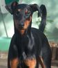 Dobermann Hund