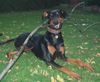 Dobermann Hund