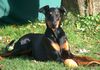 Dobermann Hund