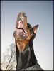 Dobermann Hund