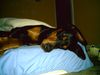 Dobermann Hund