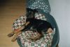 Dobermann Hund