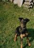 Dobermann Hund