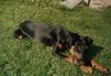 Dobermann Hund