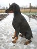 Dobermann Hund