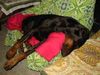 Dobermann Hund