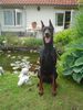 Dobermann Hund