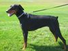 Dobermann Hund