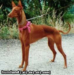 Dobermann C'est tres belle