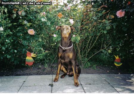 Dobermann mein dobi