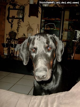 Dobermann können diese Augen lügen