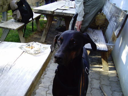 Dobermann Strullihund Oleika 