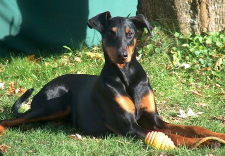 Dobermann sina in der herbstsonne