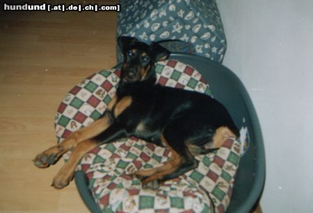 Dobermann Speedy mit 4 Monaten