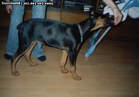 Dobermann Speedy mit 4 Monaten