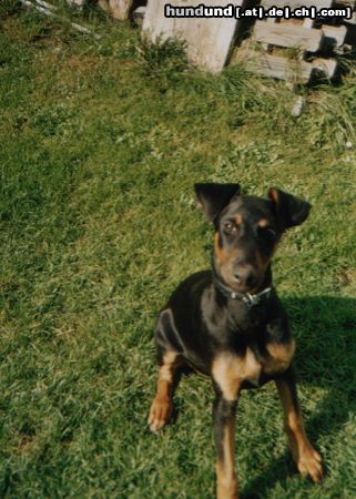 Dobermann Speedy mit 4 Monaten