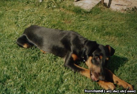 Dobermann Speedy mit 4 Monaten