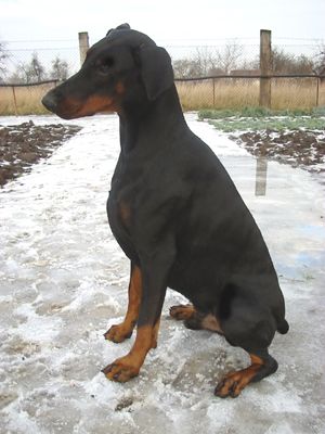 Dobermann Arnold Halit Pasa (Gino Gomez del Citone x ICH Frezie Bohemia Gotika ) 