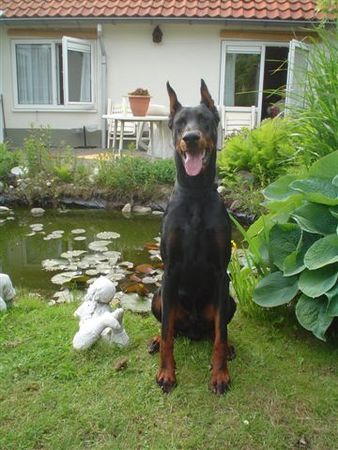 Dobermann Vigor