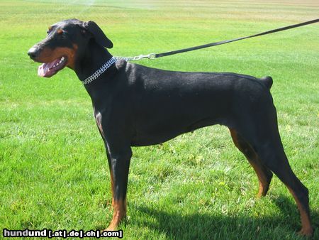 Dobermann Xynta Xierra z Helfstyna