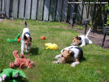 Foxterrier Drahthaar Eine erholsame tag im garten