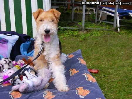 Foxterrier Drahthaar mein eigenes liegebret mit spielzeug am schonen klopeinersee das ist das ende !