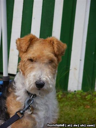 Foxterrier Drahthaar Ich finde mich eine schonheit !