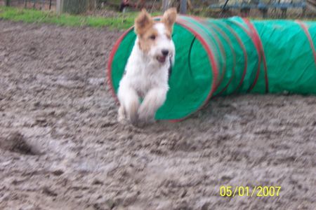 Foxterrier Drahthaar Mit viel spaß rennt Ronja durch den Tunnel