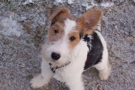 Foxterrier Drahthaar steh Öhrchen 