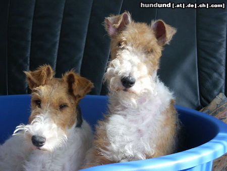 Foxterrier Drahthaar Mutter Timmie und Tochter Daisy .