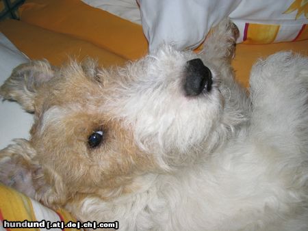 Foxterrier Drahthaar Auch im Wasserbett schläft ein Foxi hervorragend!!